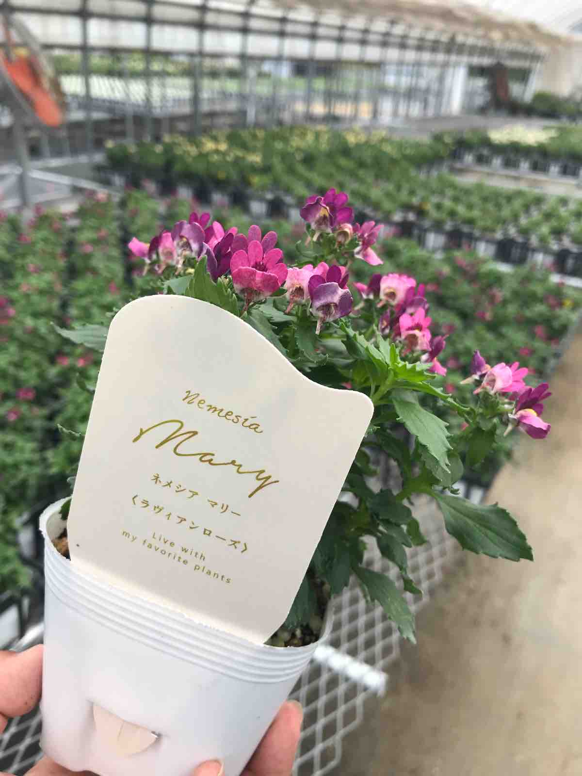 花芳オリジナル ネメシア マリーのラベルが出来ました Yuika 結花 Hanayoshiの毎日 花芳オリジナル ネメシア マリーのラベルが出来ました Yuika 結花 Hanayoshiの毎日