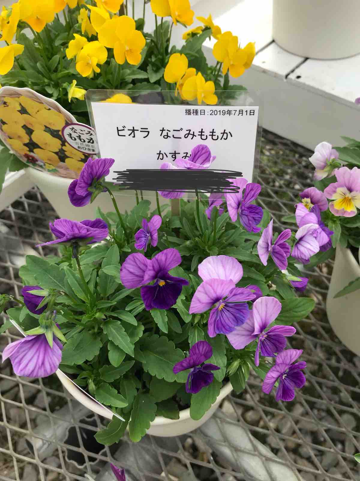 ずっと植えたかったビオラ Yuika 結花 Hanayoshiの毎日