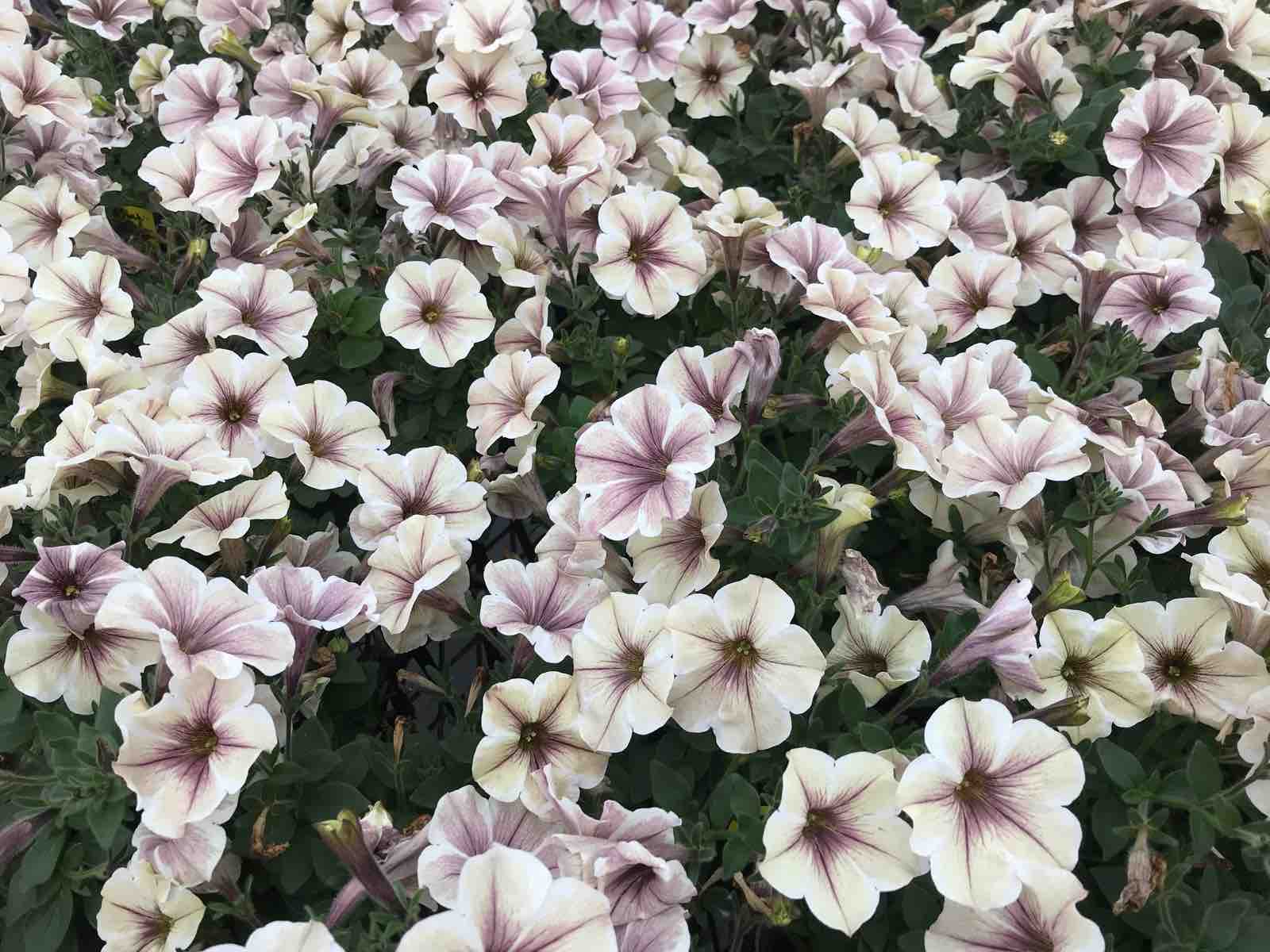 来春新作ペチュニア モンローウォークベールヴァルド Yuika 結花 Hanayoshiの毎日