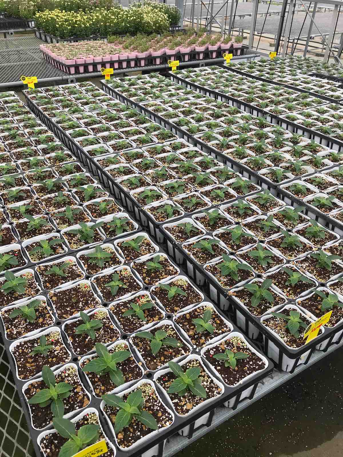 お次はペンタス Yuika 結花 Hanayoshiの毎日