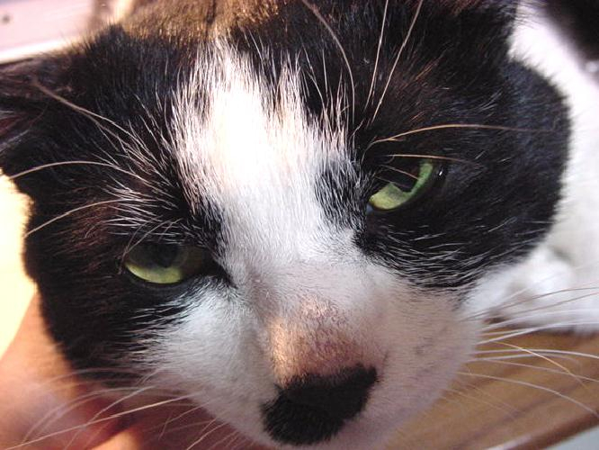 どうして黒くなるの 猫のうたたね 金魚のあくび どうして黒くなるの 猫のうたたね 金魚のあくび