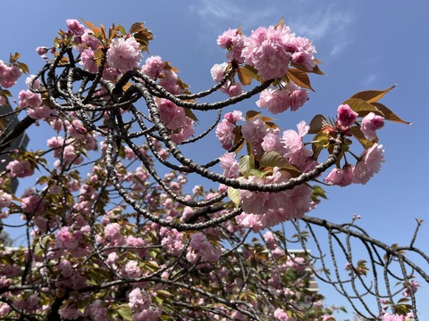 D561144C-F622-412D-9031-A1E6B31801A6