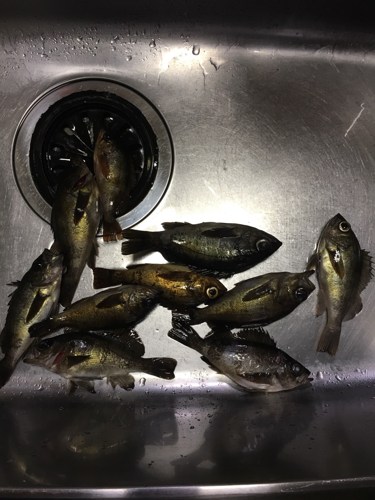極寒メバリング 魚を釣り喰らい隊 ゆうくんとデコボコフレンズ 広島を中心に季節に応じた釣りをしている釣り部の釣行記