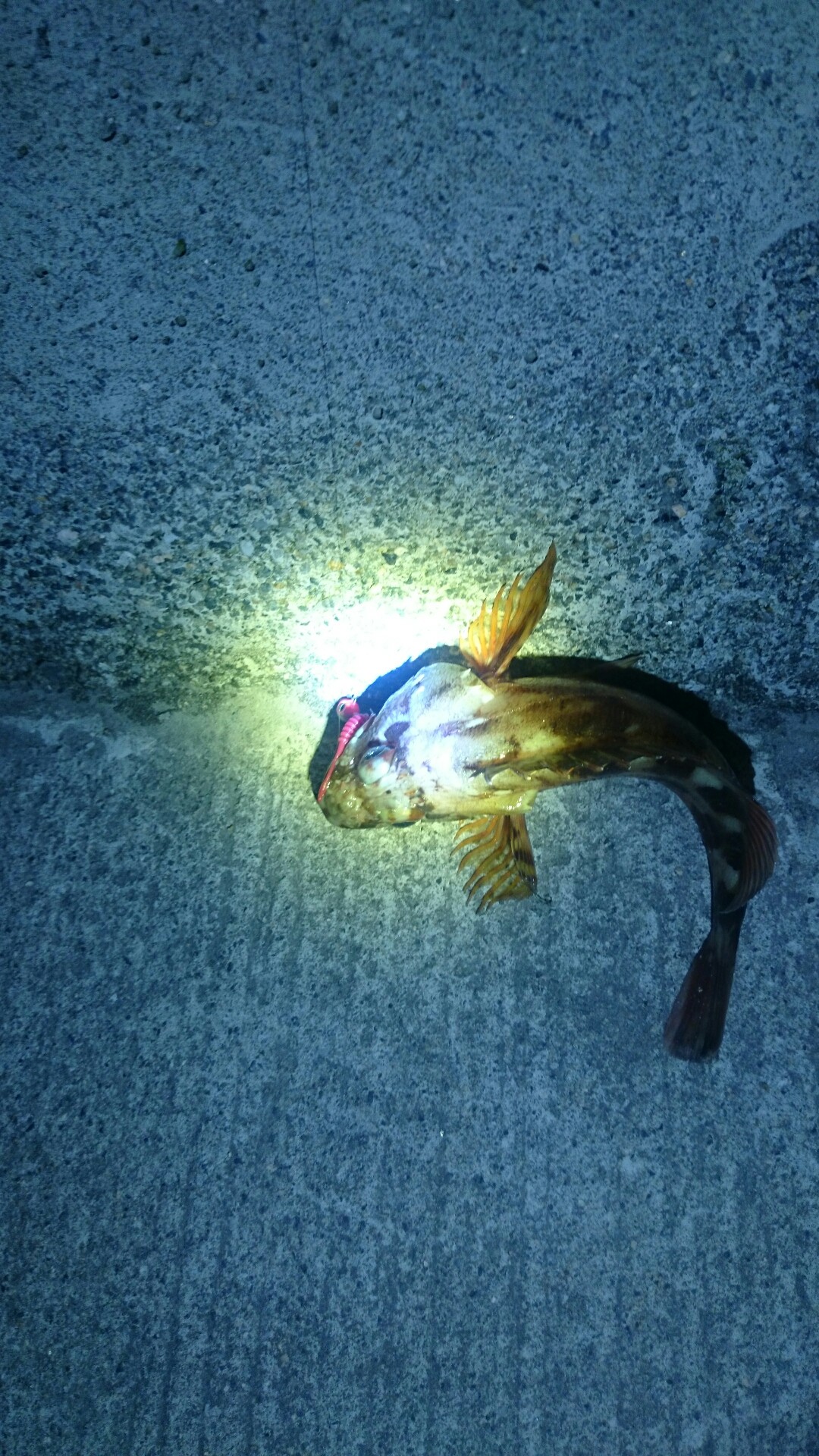 メバリングin天応 魚を釣り喰らい隊 ゆうくんとデコボコフレンズ 広島を中心に季節に応じた釣りをしている釣り部の釣行記