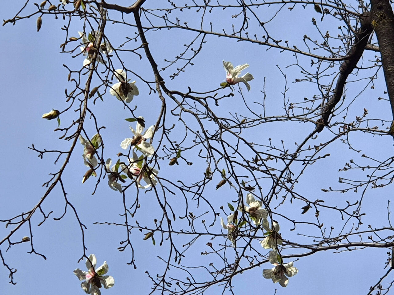 こぶしの花が咲きました ゆうじのblog