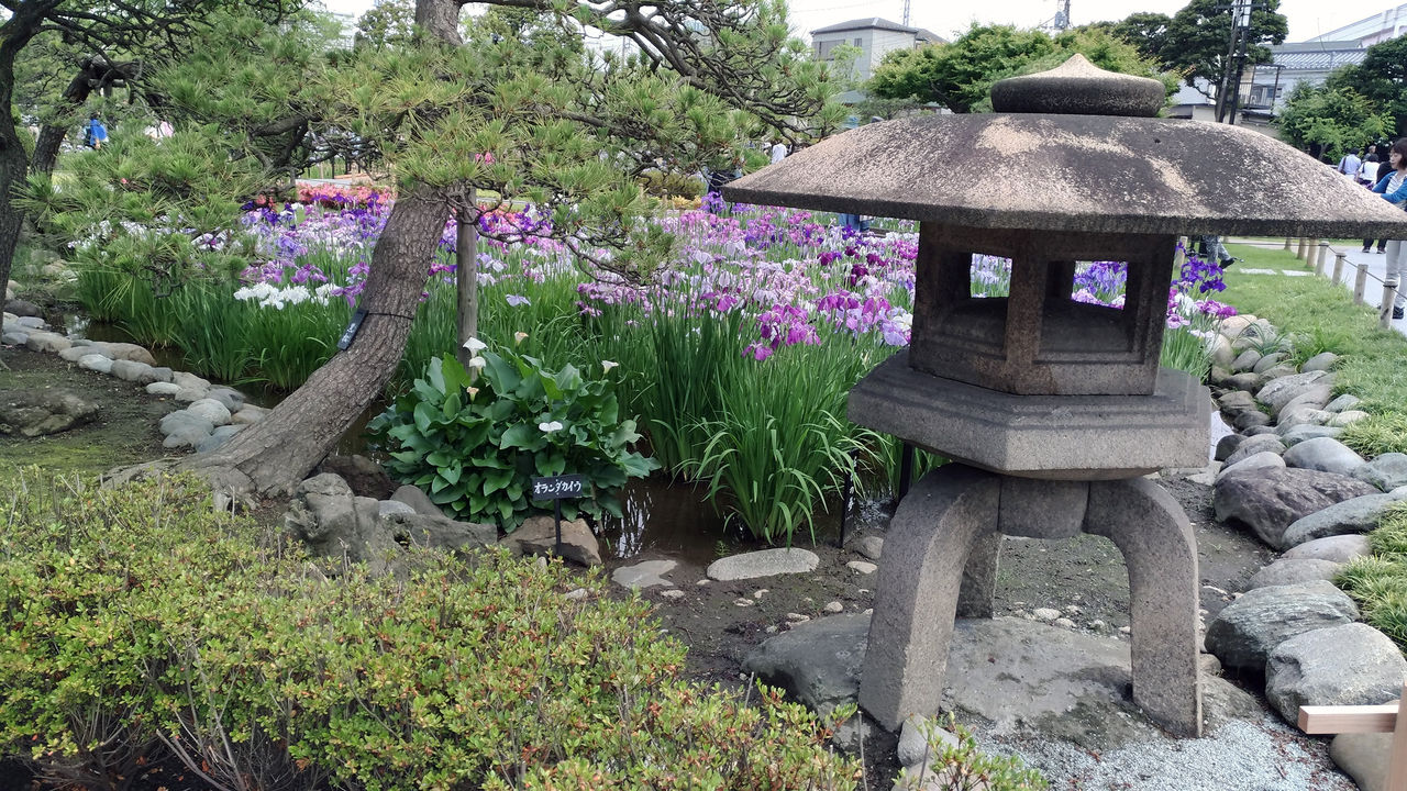 堀切菖蒲祭り ゆうじのblog