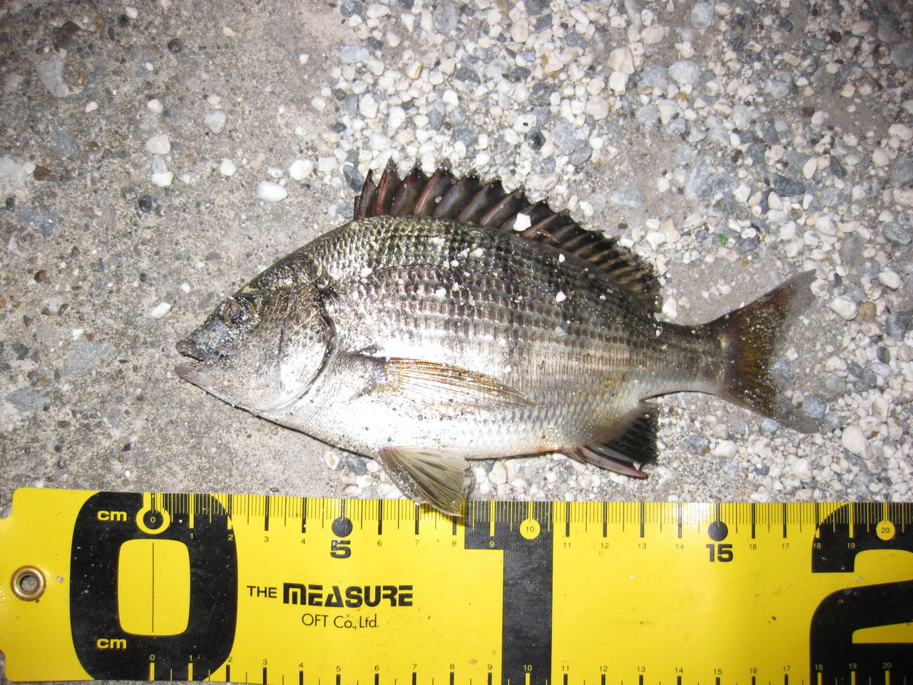 ゆうじ です 東京湾奥夜釣り日誌 有明西埠頭公園 黒いお魚を釣る 営業ｓ です Youtube はじめました クリック