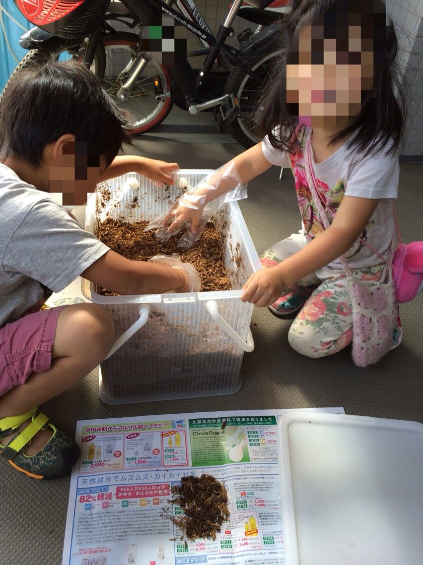 巨大カブトムシ幼虫のフンを取り除きました わが子と親父のネイチャー アウトドア活動日記