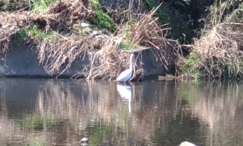 白い何かの鳥