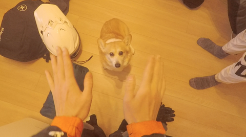 ワンコの写真