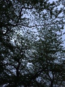 003