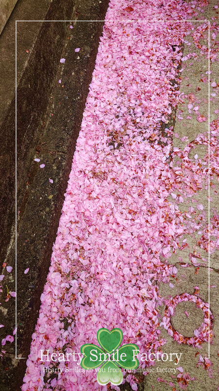 20250420_桜の花道