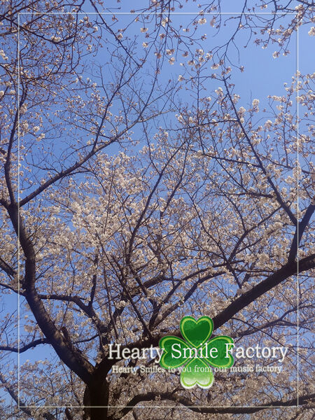 20250405_桜