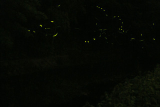 120529-hotaru02