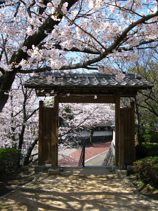 120402-hanami01
