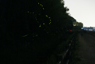 120529-hotaru01