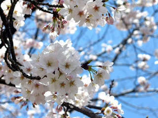 120402-hanami03
