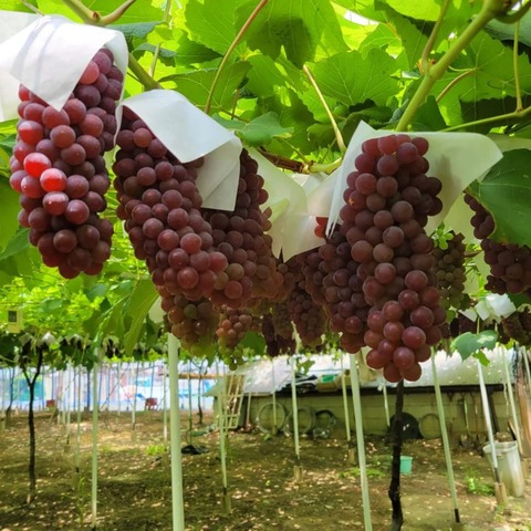 3B83C271-54C6-4411-A664-EC61019DE6CA