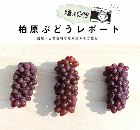 budou_report_main02
