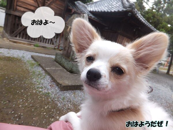 ストーカー犬ジョンだぜ シニア犬ごんちゃんと弟犬ジョンの散歩日記 ストーカー犬ジョンだぜ シニア犬ごんちゃんと弟犬ジョンの散歩日記
