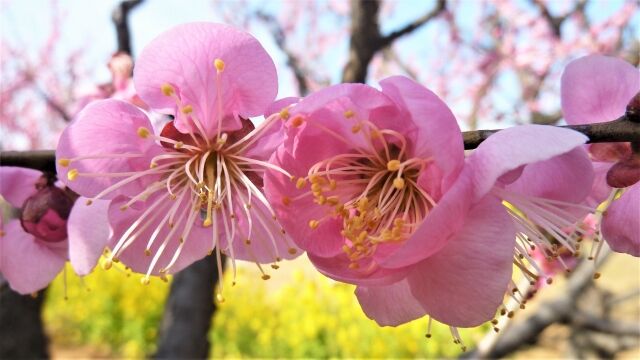 2月の花といえば 今が見頃の梅の花 大阪の梅の名所おすすめスポット３選 Beautiful Life
