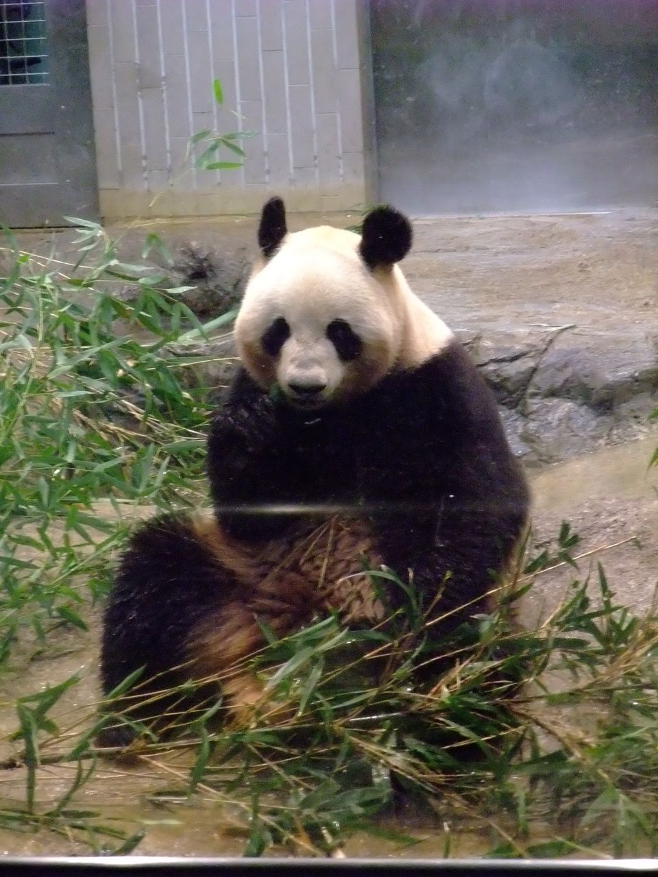 上野動物園にパンダを見に行ったの ゆかりの世界