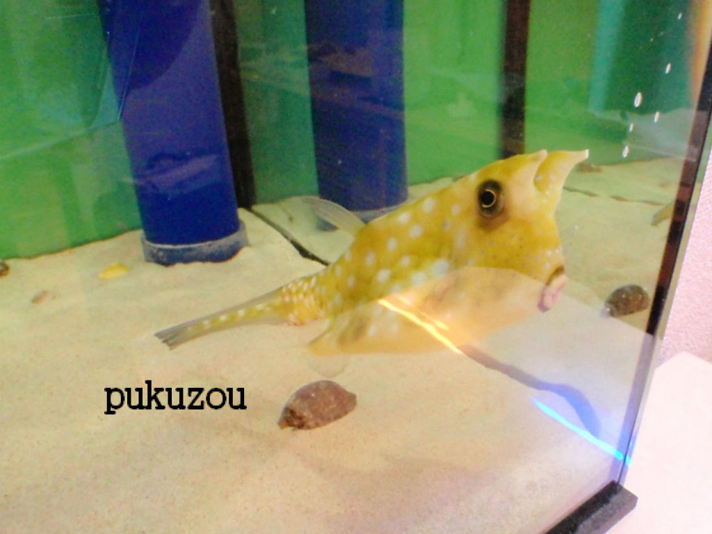 コンゴウフグ１年１７２日目 チョビ ごめんね ハットトリック コレステロール