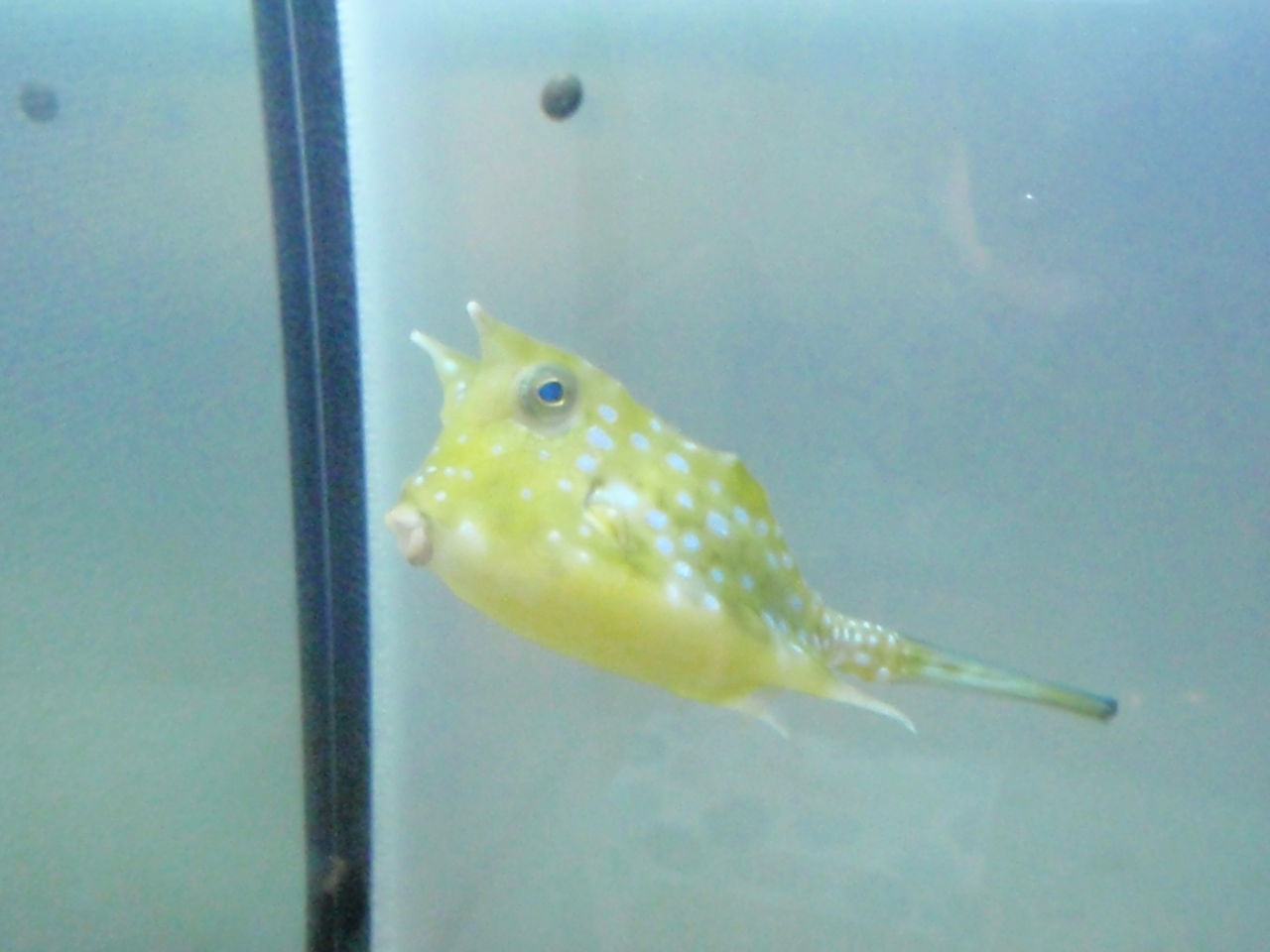 コンゴウフグ1年と1日 ハットトリック コレステロール