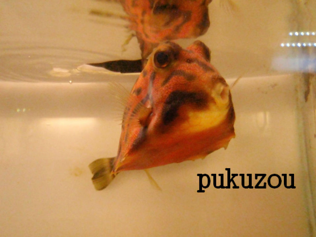 ご無沙汰ハコフグ ハットトリック コレステロール