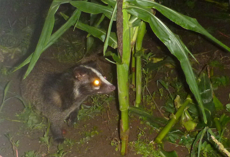 トウモロコシを食べた犯人は誰 大小迫 つむぎの家