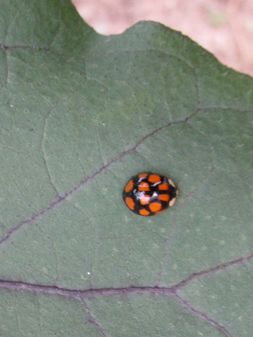 昆虫 大小迫 つむぎの家 昆虫 大小迫 つむぎの家