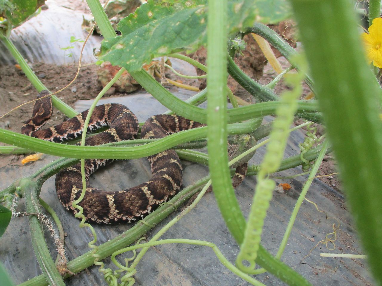今年もハウスにやって来た マムシ 大小迫 つむぎの家