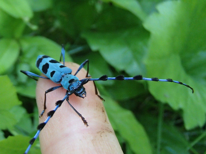 青い甲虫 ルリボシカミキリ 大小迫 つむぎの家 青い甲虫 ルリボシカミキリ 大小迫 つむぎの家