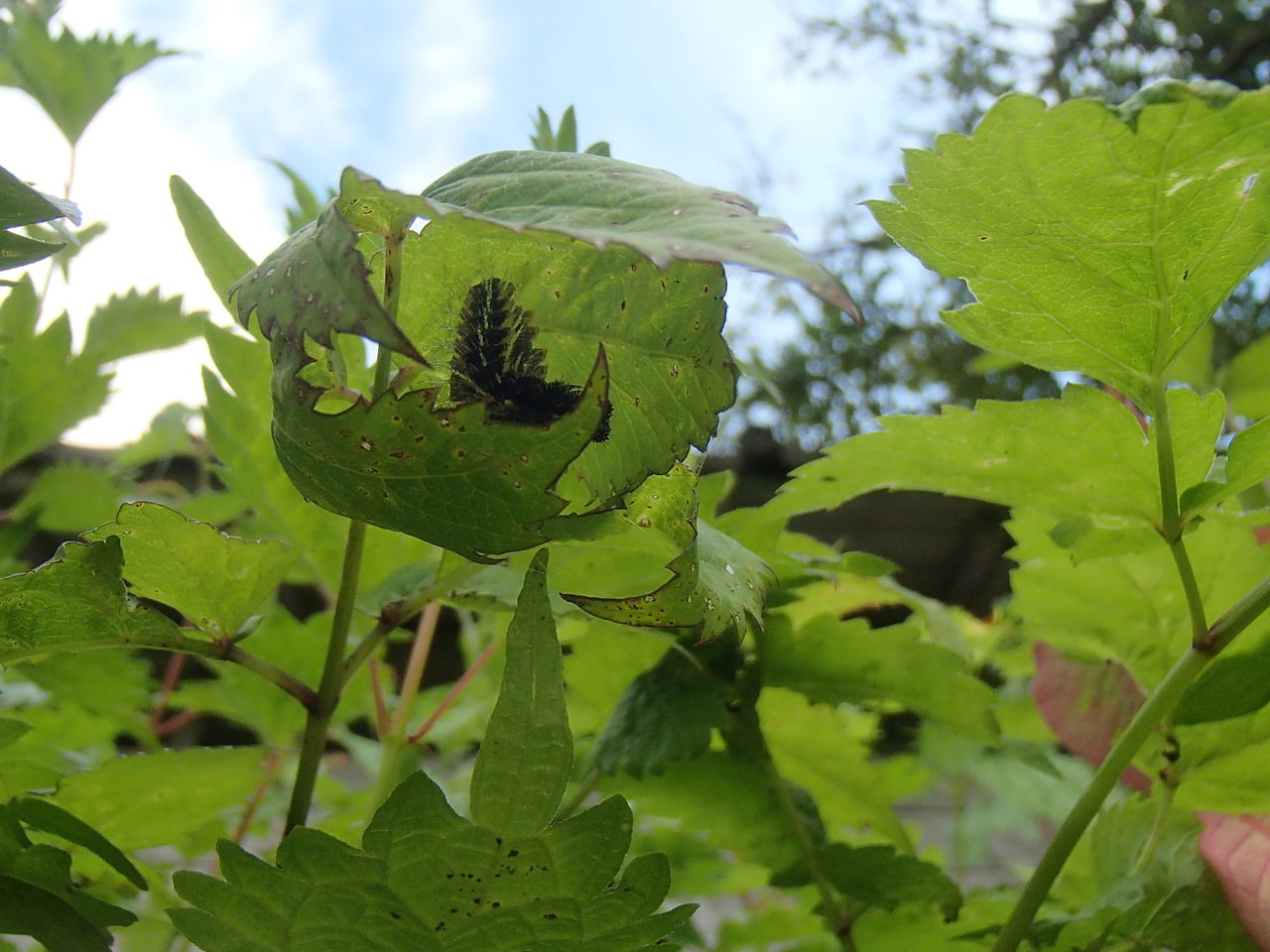 終齢幼虫から蛹へ アカタテハ その２ 大小迫 つむぎの家