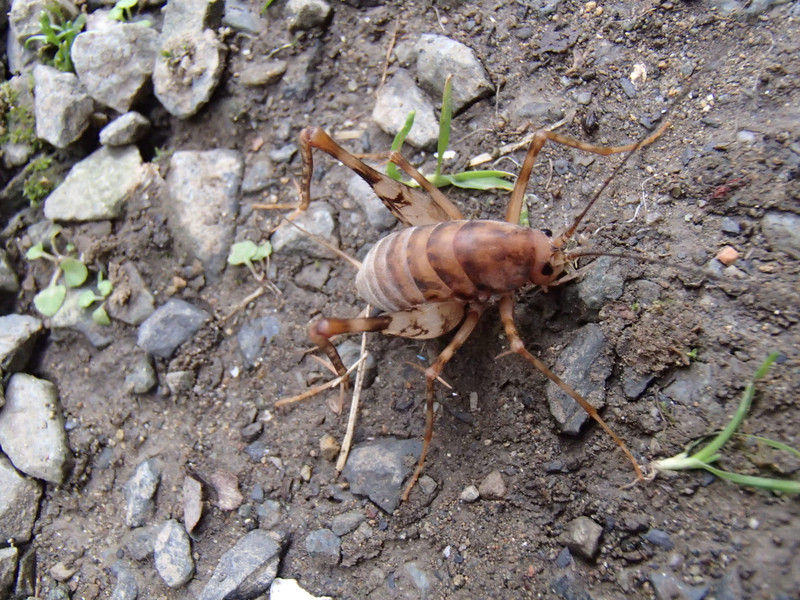 嫌われ者のカマドウマ 大小迫 つむぎの家 嫌われ者のカマドウマ 大小迫 つむぎの家