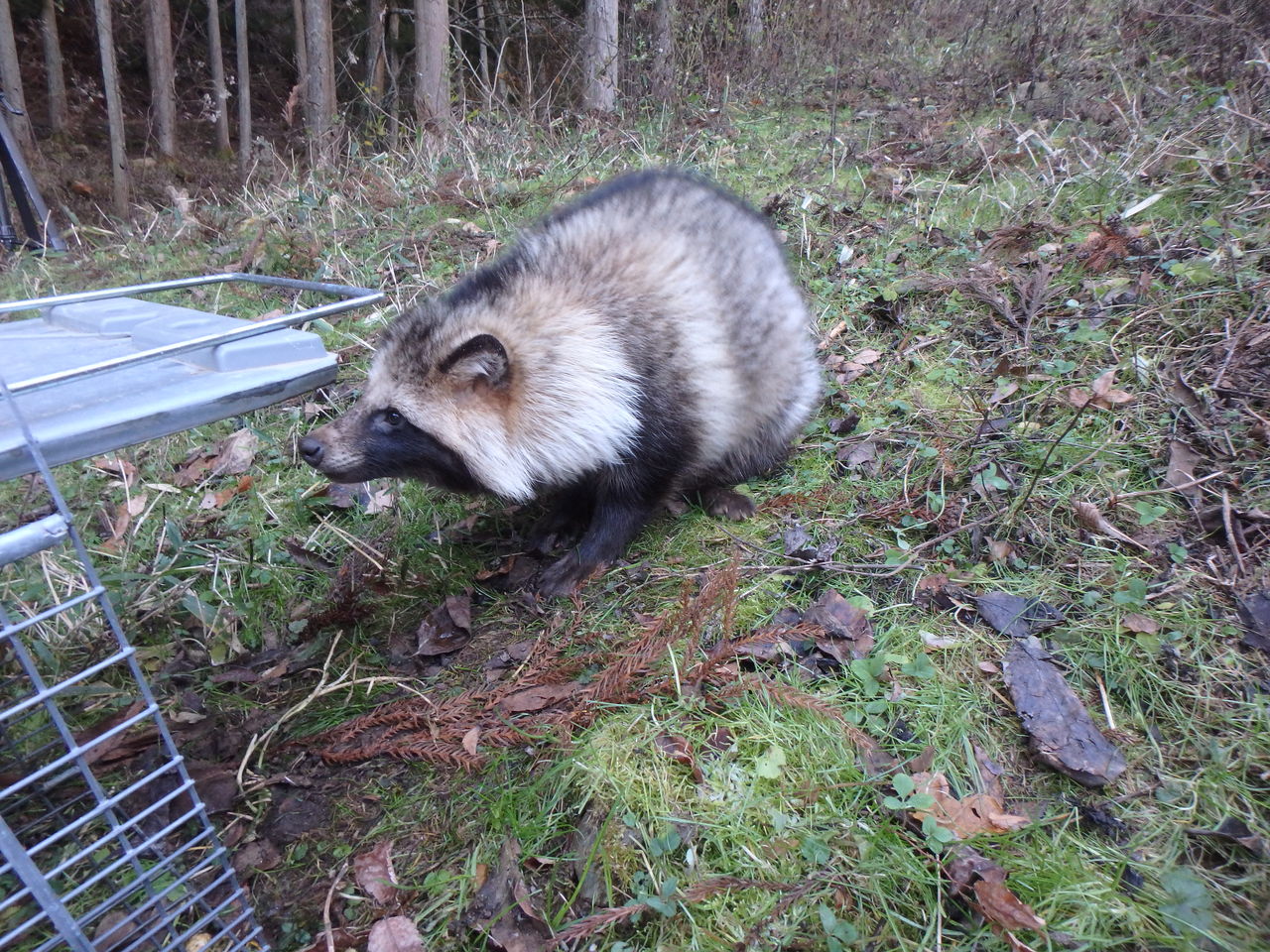 帰化動物の アライグマ 対策に捕獲機を設置 大小迫 つむぎの家 帰化動物の アライグマ 対策に捕獲機を設置 大小迫 つむぎの家