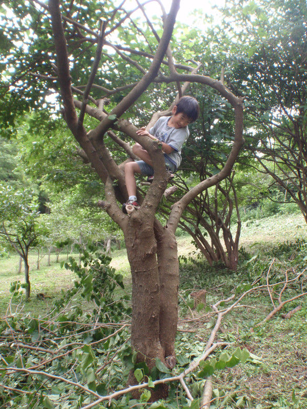 クワの木の剪定 大小迫 つむぎの家