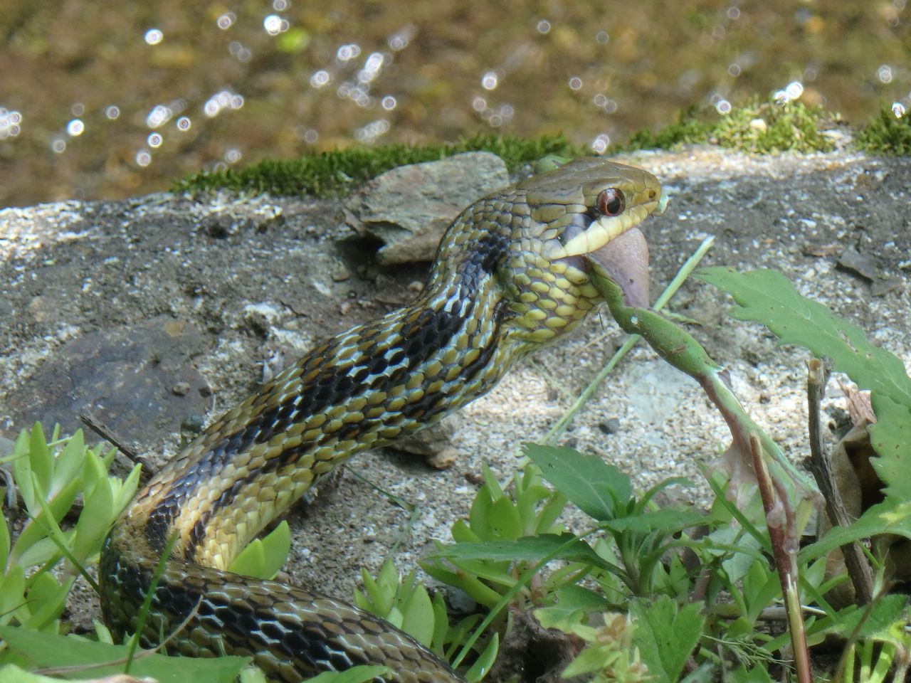 カエルを捕食中のシマヘビ 大小迫 つむぎの家