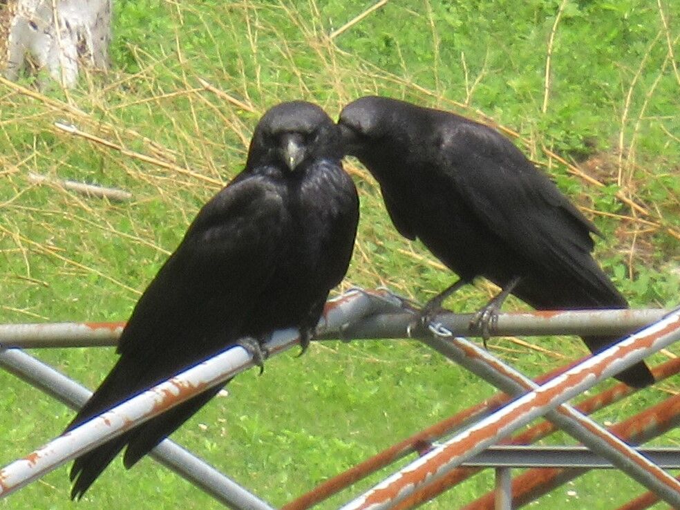 身近な野鳥 カラス 大小迫 つむぎの家