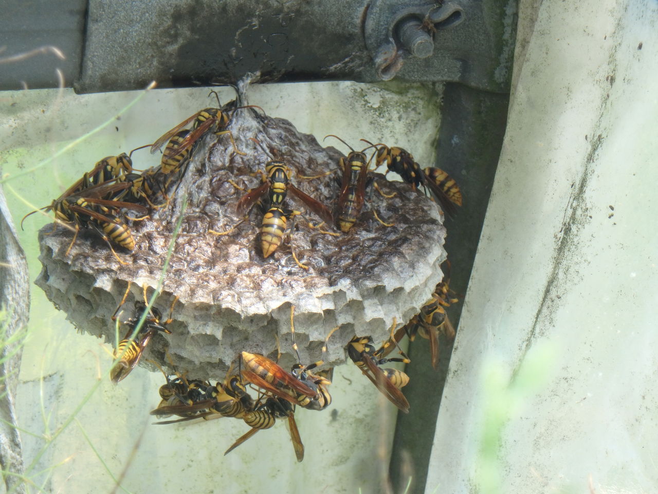 ビニールハウスで暮らす セグロアシナガバチ 大小迫 つむぎの家 ビニールハウスで暮らす セグロアシナガバチ 大小迫 つむぎの家