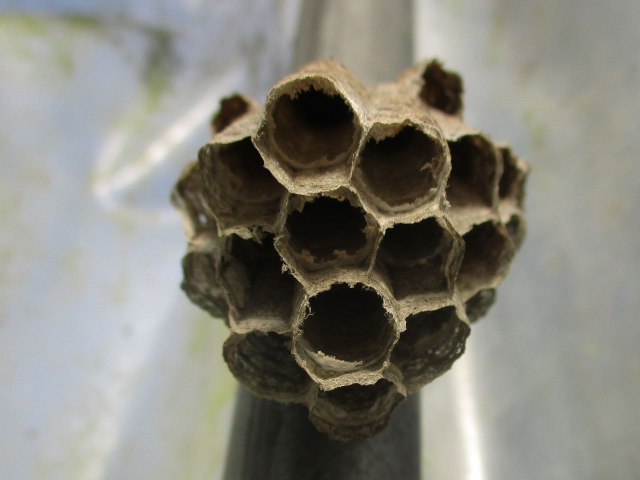 ビニールハウスに巣作りしたキアシナガバチ 大小迫 つむぎの家