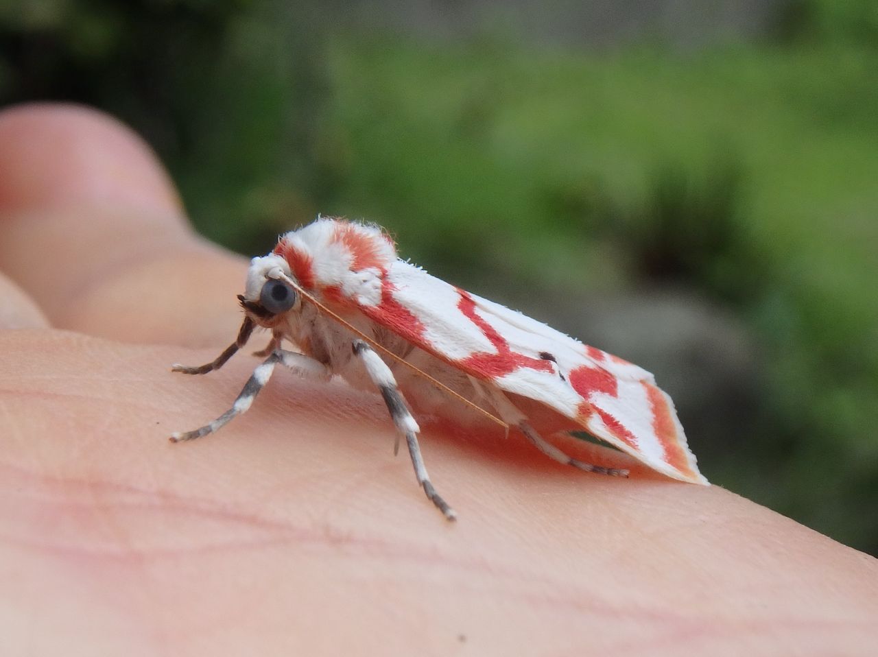 美しい蛾 アカスジシロコケガ 大小迫 つむぎの家 美しい蛾 アカスジシロコケガ 大小迫 つむぎの家