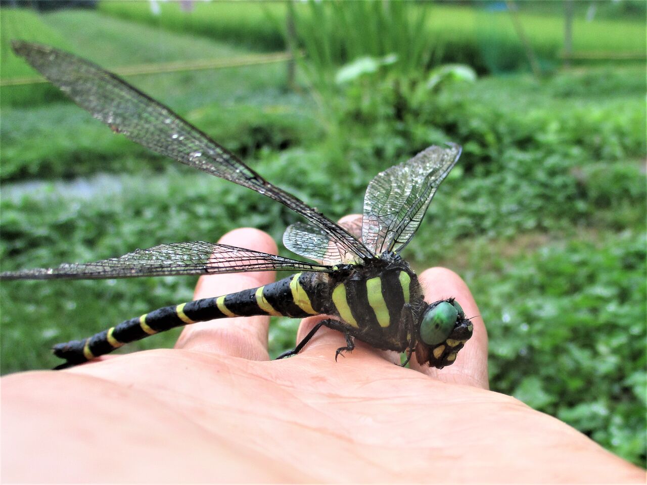 オニヤンマ」の死・オニグモは天敵？ : 大小迫 つむぎの家