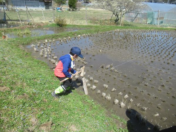 失敗に終わった「マコモダケ」栽培 : 大小迫 つむぎの家 失敗に終わった「マコモダケ」栽培 : 大小迫 つむぎの家