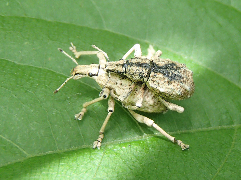 変わった風貌をした ゾウムシ : 大小迫 つむぎの家
