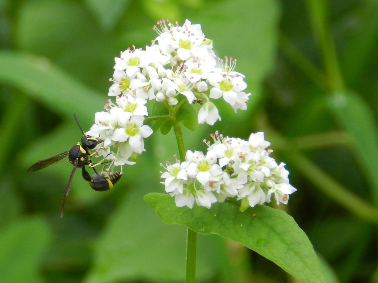 ソバの花に集まる昆虫 その1 大小迫 つむぎの家