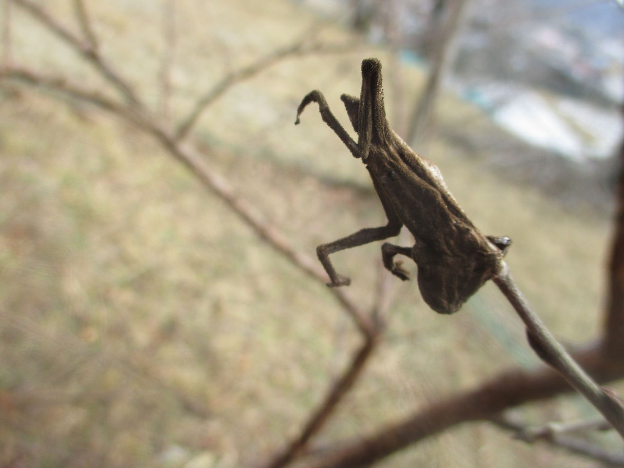 モズのはやにえ : 大小迫 つむぎの家