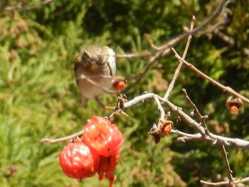 柿に木に集う野鳥 その2 : 大小迫 つむぎの家