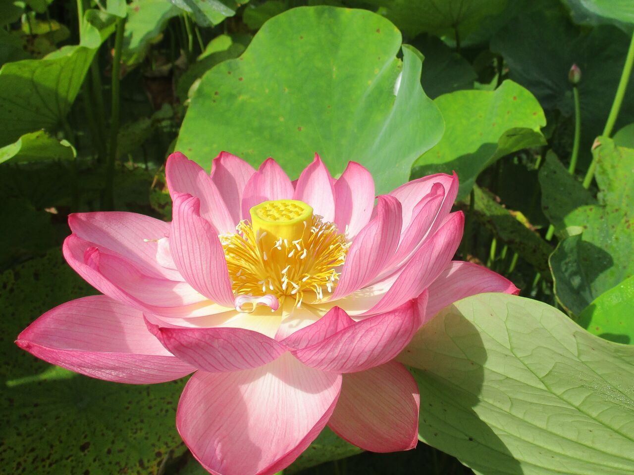 大輪の花 大賀ハス 大小迫 つむぎの家