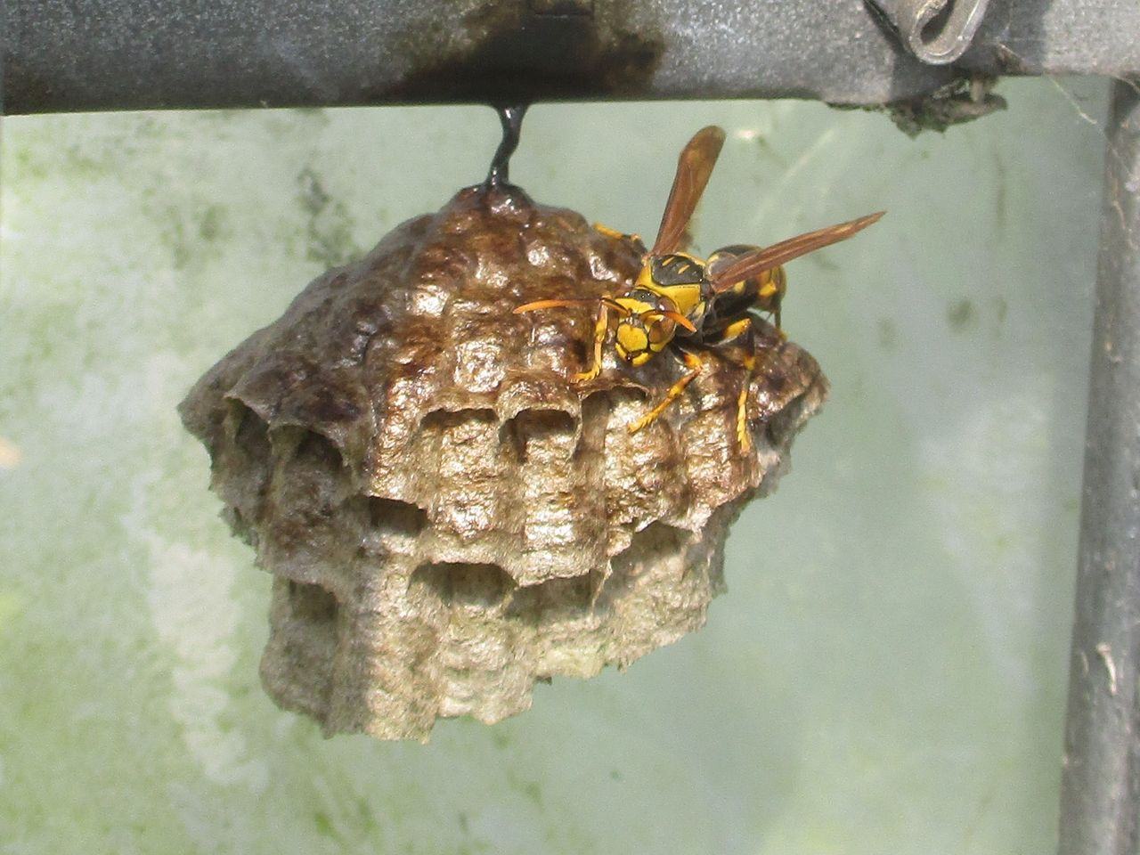 キアシナガバチの巣作り その９ 大小迫 つむぎの家